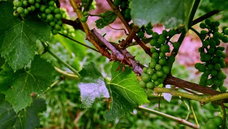 Bunches-of-green-grapes-on-the-vine-transitioning-naturally-towards-ripeness