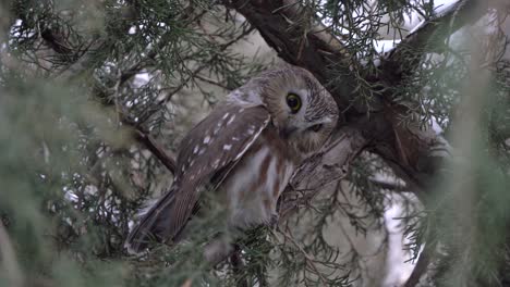 A-northern-saw-whet-owl-pauses-from-preening-the-feathers-on-its-wing-to-look-around