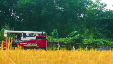 Harvesting-machinery-at-work-in-golden-paddy-field-with-workers,-overcast-day