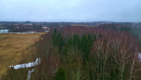 Mehrfarbige-Waldnatur-Im-Winter,-Immergrüner-Baumschnee-Auf-Gras