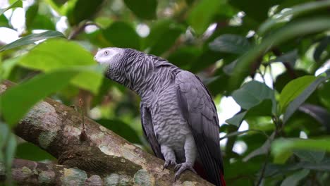 Congo-African-Grey-Parrot-perches-on-a-tree-branch,-chirping-and-emitting-its-distinctive-calls-amidst-the-forest,-close-up-shot