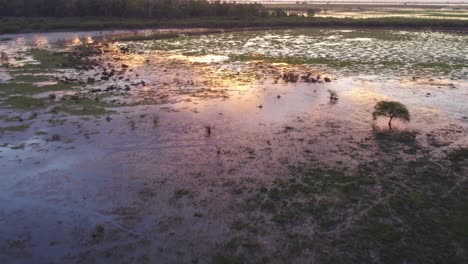 Flug-über-Lagunen,-Sümpfe-Und-Feuchtgebiete-Voller-Grüner-Vegetation-Mit-Spiegelung-Des-Orangefarbenen-Sonnenuntergangs-In-Santa-Fe,-Argentinien