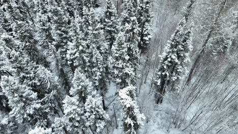Slow-flight-of-a-drone-over-snowy-trees