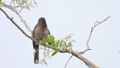 Pájaro-Bulbul-Ventilado-Rojo-En-El-árbol