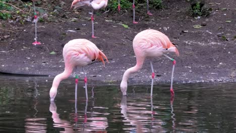 Aufnahmen-Von-Zwei-Flamingos,-Die-Auf-Dem-Wasser-Stehen-Und-Wasser-Trinken