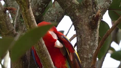 Nahaufnahme-Eines-Scharlacharas,-Ara-Macao,-Der-Auf-Der-Astgabel-Des-Baumes-Thront-Und-Sein-Gefieder-Putzt-Und-Pflegt;-Die-Vogelart-Ist-Aufgrund-Des-Fangs-Für-Den-Illegalen-Papageienhandel-Lokal-Vom-Aussterben-Bedroht