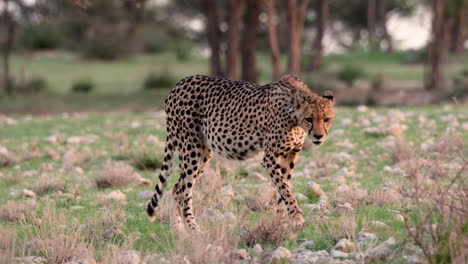Schwangere-Gepardin-Zu-Fuß-Auf-Savanne-Im-Südlichen-Afrika