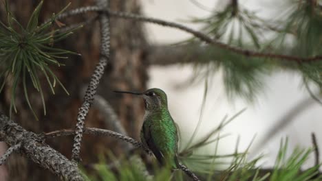 A-hummingbird-chases-another-hummingbird-off-of-a-branch