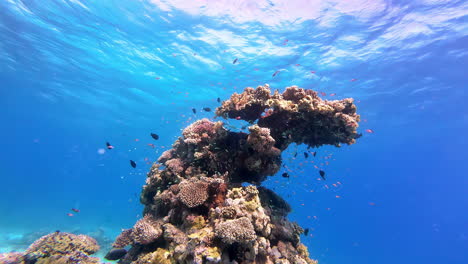 Underwater-view-of-unique-coral-in-Egypt's-water-warm-water