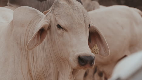 A-close-up-shot-of-a-Brahman-cow-surrounded-by-many-cows