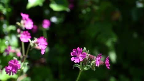 Flor-Silvestre-Rosa-Brillante-En-Una-Suave-Brisa-Contra-El-Fondo-De-Bocca-Bajo-La-Luz-Del-Sol