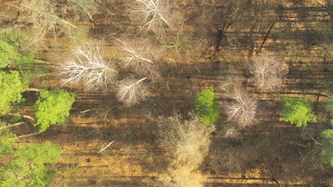 Eine-Luftperspektive-über-Einem-Waldgebiet-Fängt-Die-Textur-Des-Waldbodens-Mit-Sonnenflecken-Ein-Und-Hebt-Den-Starken-Kontrast-Zwischen-Lebendigen-Grünen-Bäumen-Und-Leblosen-Weißen-Bäumen-Hervor