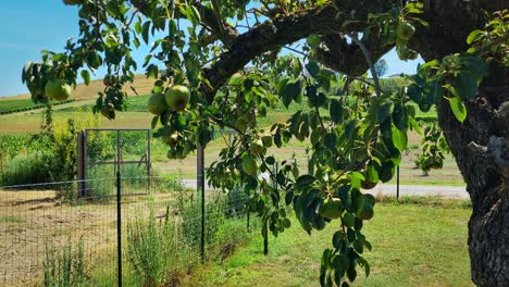 Pear-tree-in-green-field-in-Costagnole,-Piedmont,-Italy