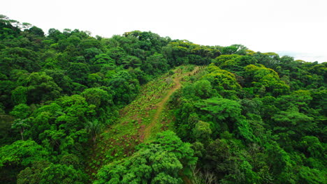 Forwards-fly-above-lush-green-vegetation-in-wild-nature