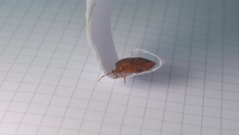 Orange-Stink-Bug-Insect-resting-on-piece-of-paper