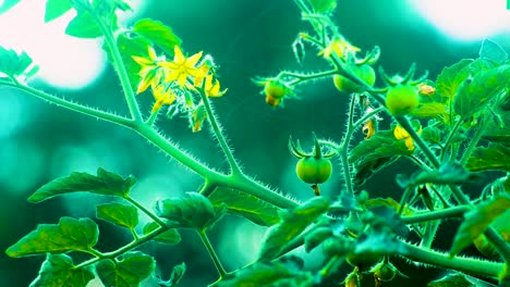 Leuchtend-Grüne-Tomatenpflanze-Mit-Jungen-Früchten-Und-Blüten-Vor-Unscharfem-Hintergrund-Bei-Sonnenlicht