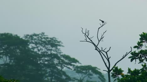 Silhouetted-bird-sitting-on-branch-of-a-tree-during-evening-in-Amazon-Forest