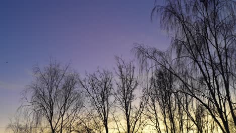 Bird-flying-over-the-silhouette-of-trees-on-a-sunset-with-gradient-sky,-static