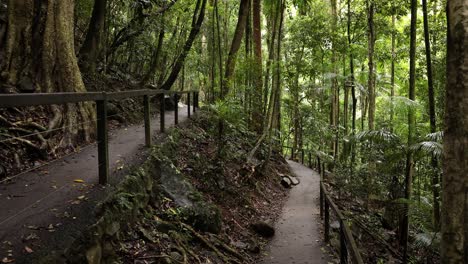 Blick-Auf-Wanderwege-Und-Wald,-Natürliche-Brücke,-Springbrook-Nationalpark