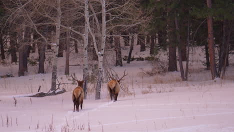 Stier-Elch-Geweih-Herde-Rocky-Mountains-Denver-Colorado-Yellowstone-Nationalpark-Montana-Wyoming-Idaho-Tierwelt-Tier-Sonnenuntergang-Winter-Schnee-Spur-Wald-Wiese-Hinterland-Bock-Jäger-Pfanne-Folgen
