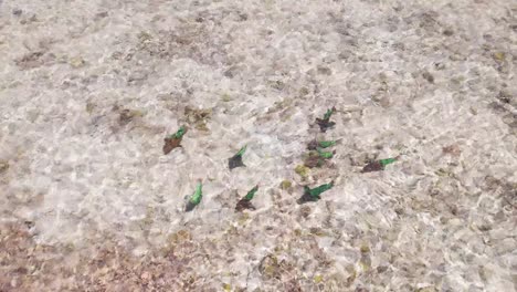 Parrotfish-swim-wading-in-water-munching-on-coral-on-sandy-bottom,-aerial