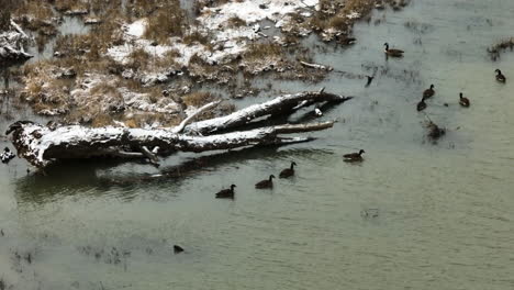 Enten-Schwimmen-Im-Sumpf-In-Der-Nähe-Des-Lake-Sequoyah-In-Arkansas,-USA