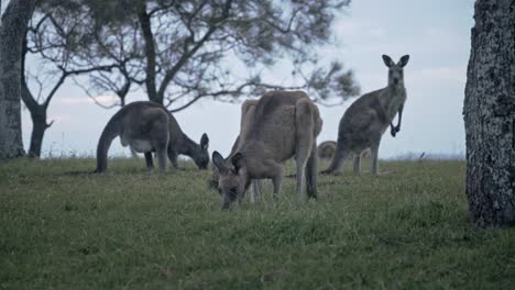 Eastern-grey-kangaroos-eating-grass-in-the-afternoon