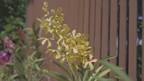 Detailaufnahme-Einer-Wunderschönen-Blume-Namens-Orchidee-Im-Garten,-Video-1920-X-1080-C-Log-Farbe