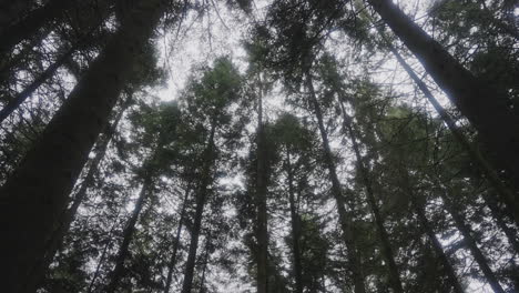 Pine-tree-tops-from-below