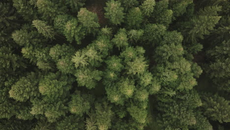 Antena-De-Un-Bosque-De-Abetos