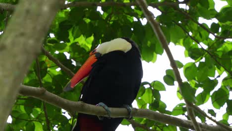 Exotic-toco-toucan,-perched-on-tree-branch-under-the-canopy,-cleaning-its-enormous-bill-by-rubbing-and-wiping-against-the-body,-wondering-around-the-surroundings,-close-up-shot