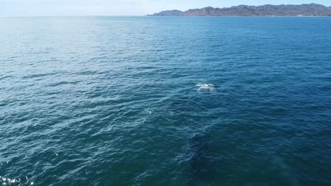 Ballenas-Grises-Nadando-Bajo-El-Mar-A-Lo-Largo-De-La-Costa-De-Baja-California-Sur-En-México