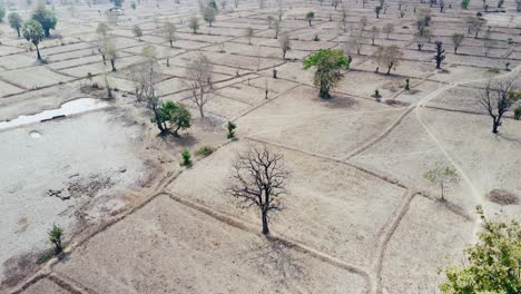 Estación-Seca-árbol-Muerto-En-Arrozales-áridos-Llenos-De-Smog,-Paisaje-Desolado-Del-Norte-De-Asia