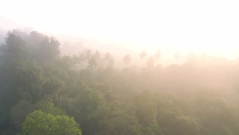 Vista-Aérea-De-Drones-Cámara-De-Drones-Moviéndose-Hacia-Arriba-Mostrando-Muchos-árboles-Frondosos-Y-Cocoteros-Y-Muchos-Campos