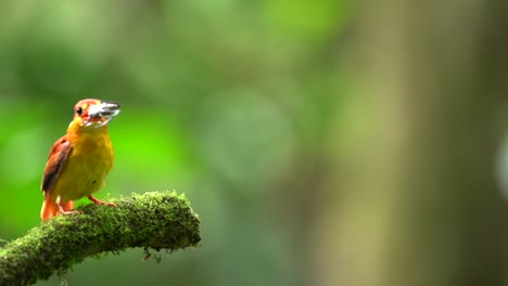 Rotrücken-Eisvogel-Oder-Ceyx-Rufidorsa