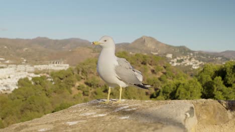 Afraid-gull-on-a-dyke-with-a-Spanish's-landscape-in-the-background