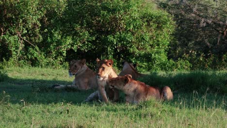 Leona-Tumbada-Y-Jugando-En-El-Campo-De-Hierba-En-Masai-Mara,-Kenia