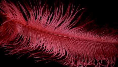 red-feather-gentle-move-on-wind-static-slow-motion-black-background