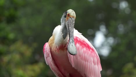 Espátula-Rosada,-Platalea-Ajaja-Con-Llamativo-Plumaje-Rosado,-Mirando-A-La-Cámara,-Acicalándose-Y-Arreglando-Sus-Plumas,-Primer-Plano-Que-Captura-Los-Detalles-De-Las-Especies-Exóticas-De-Aves-Zancudas