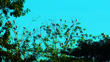 Cigüeña-Pintada-En-Ramas-De-árboles-En-El-Bosque,-India