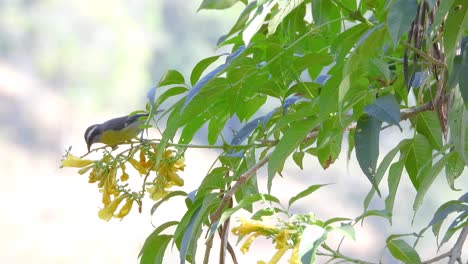 Forrajeando-Y-Alimentándose-Del-Néctar-De-Algunas-Flores-Amarillas,-Un-Kiskadee-Menor,-Philohydor-Lictor-Se-Mueve-De-Un-Brote-A-Otro-En-Arbustos-En-Flor-En-San-Juan-De-La-Vega,-Colombia