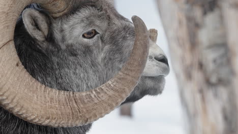 Nahaufnahme-Eines-Männlichen-Thinhorn-Bergschafes-Im-Yukon,-British-Columbia,-Kanada