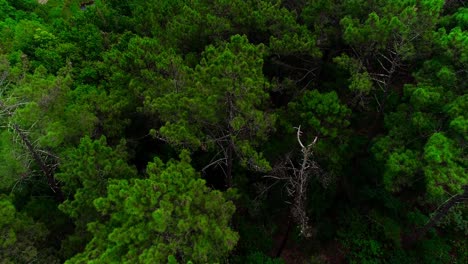 Green-Tree-Tops-Forest-Drone-Shot