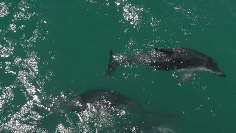 Pod-of-Dusky-Dolphins-swims-beneath-the-surface-in-slow-motion---Kaikoura,-New-Zealand