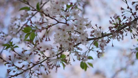 Cherry-blossom,-Japanese-flower,-tokyo-city-in-japan