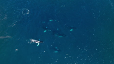 Top-down-aerial-view-over-pod-of-humpback-whales-swimming-and-spouting-together