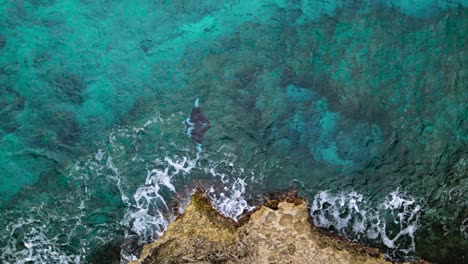 Manta-Rochen-Schwimmt-Entlang-Der-Felsigen-Küstenoberfläche-über-Dem-Riff-Im-Klaren-Karibischen-Ozeanwasser,-Luftaufnahme-Aus-Der-Vogelperspektive