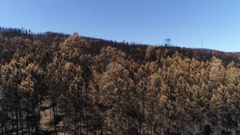 Damaged-forest-after-fire-Aerial-View