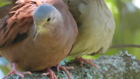 Close-up-of-a-Ruddy-Ground-Dove-cleaning-its-wings-in-La-Vega,-Colombia