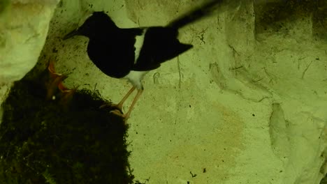 White-crowned-forktail-giving-food-to-her-babies-on-the-nest-at-the-corner-of-cave